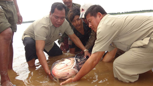 ខណ្ឌ​រដ្ឋបាល​ជលផល​ខេត្ត​ក្រចេះ​បាន​លែង​ត្រី​គល់រាំង