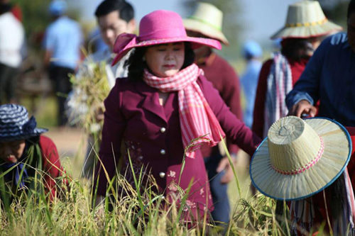 សម្តេច​កិត្តិ​ព្រឹទ្ធ​បណ្ឌិត​ចុះជួយ​ច្រូតស្រូវ​ប្រជាកសិករ​នៅ​ស្រុក​ត្រាំងកក់​