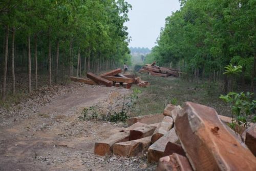 ​គយ​ចល័ត​និង​កងរាជអាវុធហត្ថ​លើ​ផ្ទៃ​ប្រទេស​និង​នគរបាល​បាល​សេដ្ធកិច្ច​ក្រសួង​ចាំ​រាប់​ក្បាល់ឡាន​ឈើ​លោក​ហ៊​ត​ប៊ុន​គីម​យក​លុយ​នៅ​ស្រុក​ស្នួល​ខេត្ត​ក្រចេះ​!