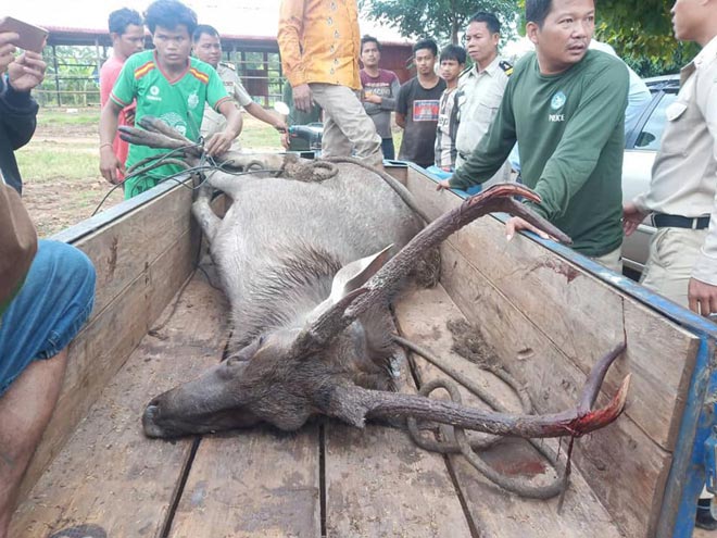 ​ងាប់​ប្រើស​មួយ​ក្បាល​ទៀតហើយ​បន្ទាប់​ពី​រត់ចេញ ពី​ព្រៃ ចូល​ក្នុង​ភូមិ​គ្មាន​អ្នក​ជួយ​សង្គ្រោះ​